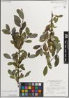 Foto von Salix myrsinifolia Salisb.